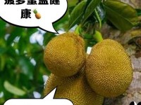菠萝蜜官网、菠萝蜜奶茶品牌