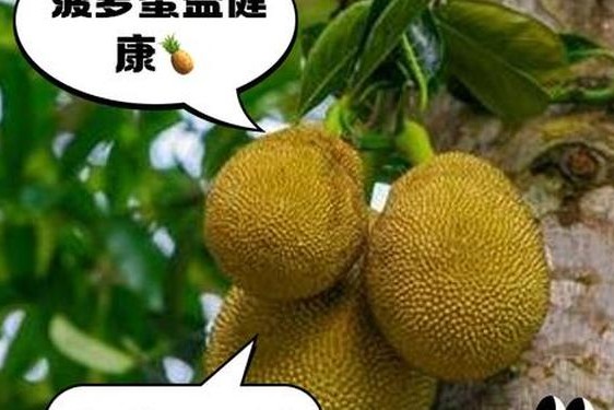 菠萝蜜官网、菠萝蜜奶茶品牌