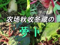 拔萝卜痛又叫降黄9.1(9·1免费高风险)