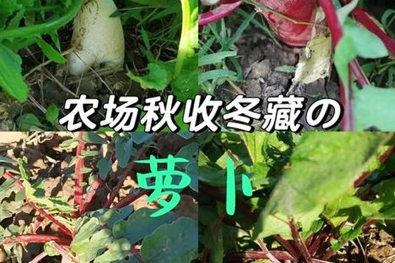 拔萝卜痛又叫降黄9.1(9·1免费高风险)