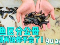 妃鱼黄播怎么看教程—斗鱼怎么看公母