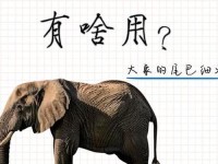 大象视频dx2回家、大象回家导航dxdy2023的功能介绍