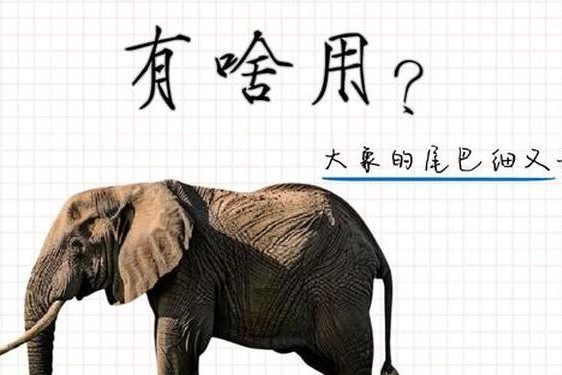 大象视频dx2回家、大象回家导航dxdy2023的功能介绍