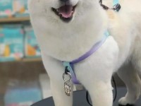 airftyer87园柴犬 白色长毛柴犬