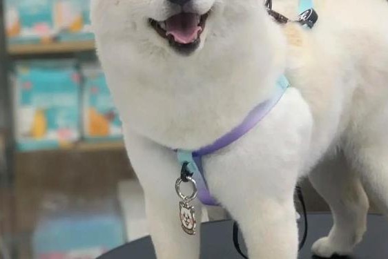 airftyer87园柴犬 白色长毛柴犬