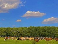后营露营无增减类型、后营露宿第1季未增减