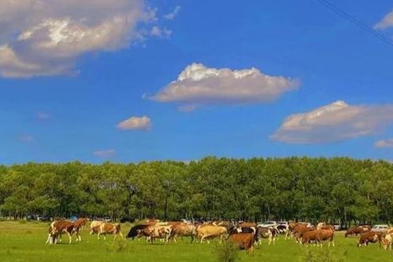 后营露营无增减类型、后营露宿第1季未增减