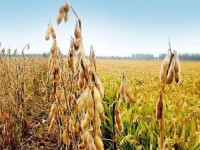 51大豆行情网免费;51大豆行情网免费软件评测