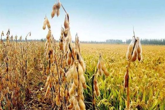 51大豆行情网免费;51大豆行情网免费软件评测