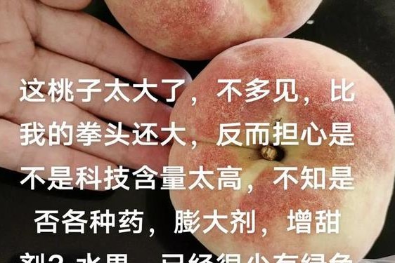 啊～桃子怎么这么大日本视频(日本最好的桃子品种)