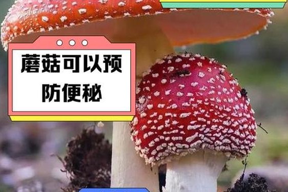 吃瓜黑料爆料蘑菇-蘑菇新闻
