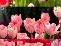 花海视频下载,双鱼视频2025最新版