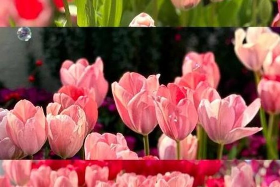 花海视频下载,双鱼视频2025最新版