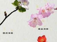 海棠搜什么关键词-海棠怎么搜索作品
