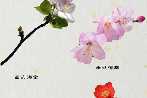海棠搜什么关键词-海棠怎么搜索作品