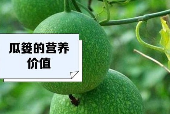 91吃瓜中心17c国产一起草_大瓜草什么时候开