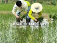 夫妻插秧是什么意思啊—网络语言插秧什么意思