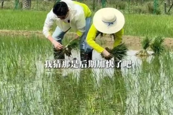 夫妻插秧是什么意思啊—网络语言插秧什么意思