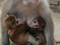 两个人生猴子不盖被子黄_二人生猴子全程免费观看