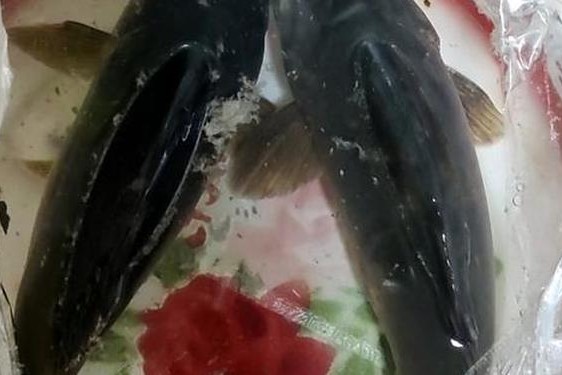 妃鱼黄播在哪下载,妃鱼靠谱吗