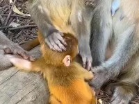 两人生猴子不盖被子黄;二人生猴子全程免费下载