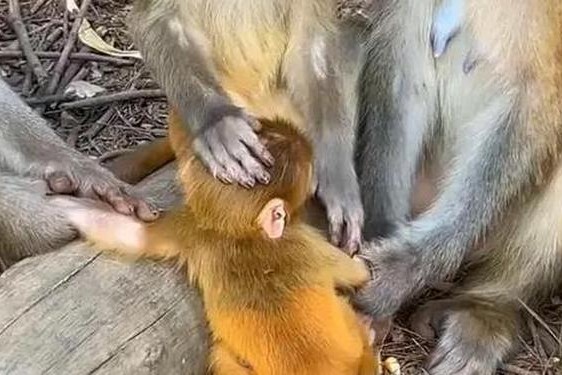 两人生猴子不盖被子黄;二人生猴子全程免费下载