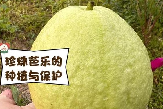 芭乐ios最新版官网下载入口—芭乐ios版下载安装官网