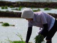 夫妻同房插秧的图片、趣味插秧图片