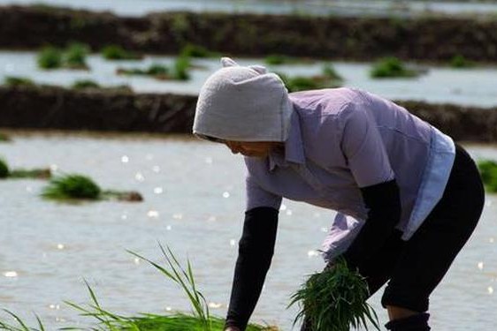 夫妻同房插秧的图片、趣味插秧图片