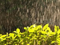 春雨在哪里看(下载免费的春雨)