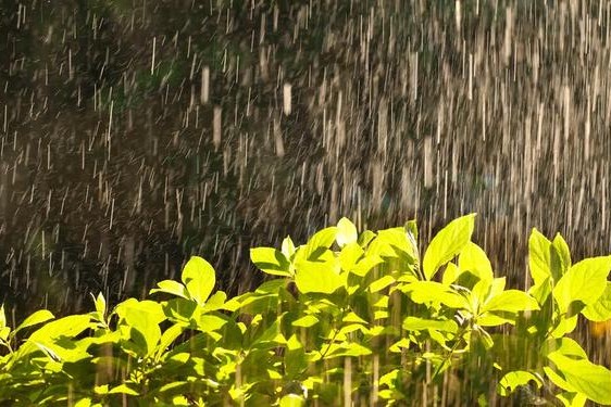 春雨在哪里看(下载免费的春雨)