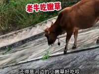 老牛嫩草一三产品是杂牌子吗(什么叫老牛吃嫩草)