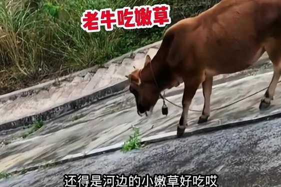 老牛嫩草一三产品是杂牌子吗(什么叫老牛吃嫩草)