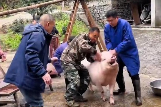 高清人和猪又细又长像钻头、劈猪头取出猪舌头视频