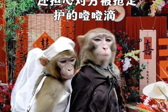 夫妻生猴子不盖被子,夫妻必须盖一个被子吗