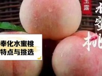 x9x9x9任意槽水蜜桃—x9x9x9x9x9x任意槽2023