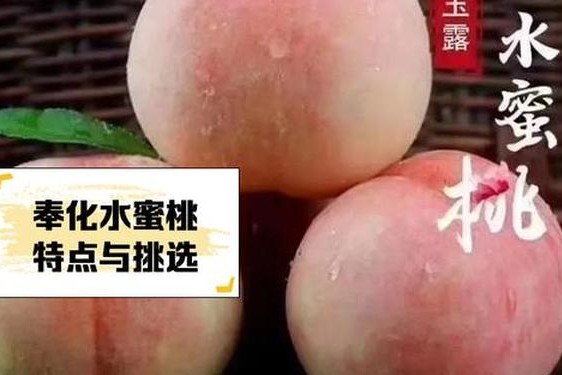 x9x9x9任意槽水蜜桃—x9x9x9x9x9x任意槽2023