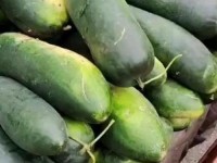 独家黑料每日吃瓜视频网站;冬瓜视频