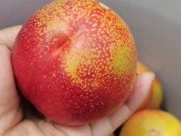 把坤坤寒进桃子里蘑菇视频—油桃是不是寒性水果