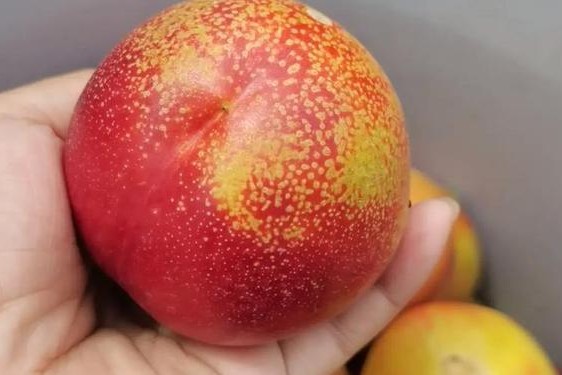 把坤坤寒进桃子里蘑菇视频—油桃是不是寒性水果