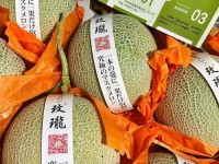 吃瓜网张律渝 减肥能不能吃网纹瓜