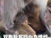 两个人生猴子全程不盖被子 二人生猴子免费观看大全
