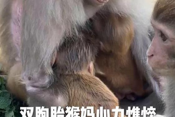 两个人生猴子全程不盖被子 二人生猴子免费观看大全