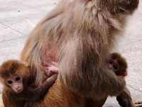 两人生猴子全程无被子 二人生猴子完整版免费观看