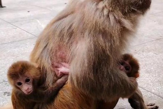 两人生猴子全程无被子 二人生猴子完整版免费观看